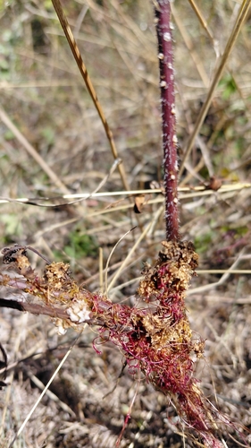 Clover Dodder