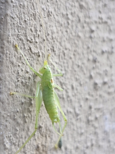 Southern Oak Bush-cricket
