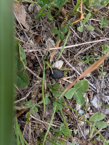 rugged oil beetle