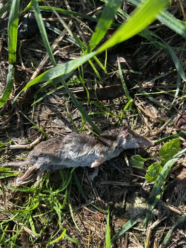 Bicoloured Shrew