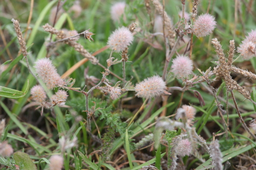 Trifolium arvense, photograph 3