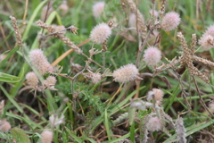 Trifolium arvense, photograph (c) olmagon, some rights reserved (CC BY)