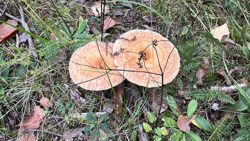 Woolly Milkcap