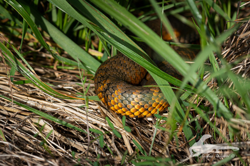 Western Tiger Snake