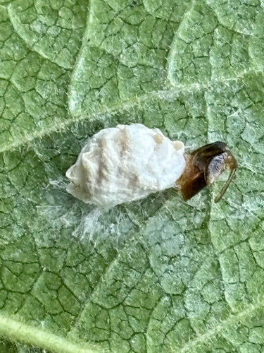 Planthopper Parasite Moth