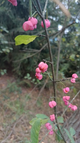 Spindle