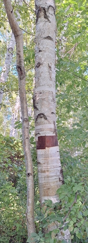 paper birch