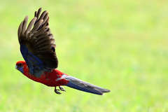 Platycercus elegans elegans