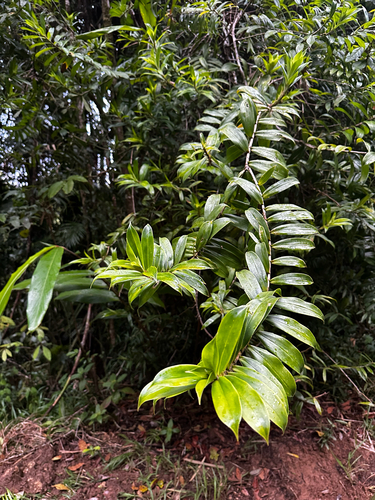 Freycinetia scandens observed 2026-09-19