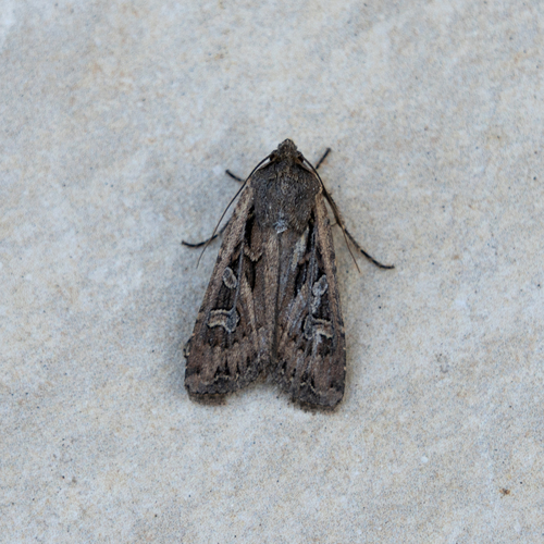 Army Cutworm Moth photo 6