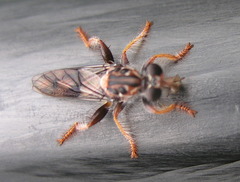 Andrenosomatini