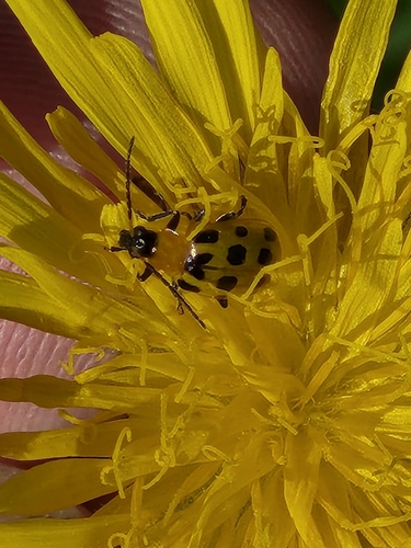 Spotted Cucumber Beetle