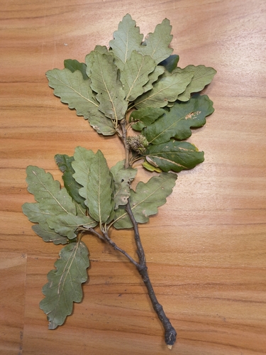 Turkey Oak