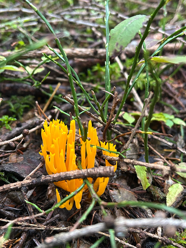 Jelly-antler