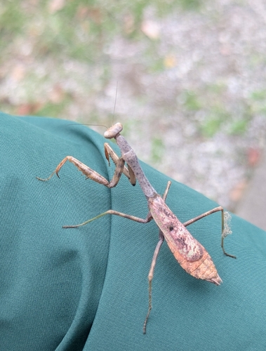 Carolina Mantis