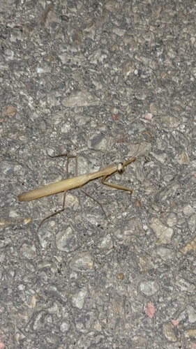 European Mantis