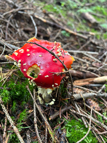Fly Agaric
