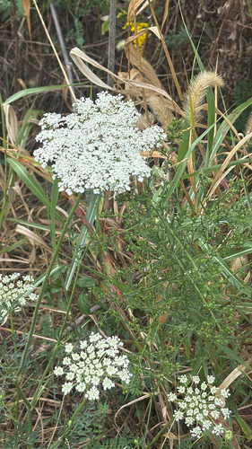 wild carrot