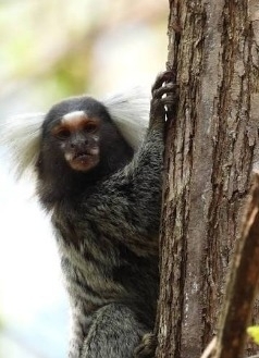 Common Marmoset