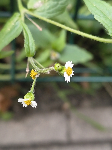 Galinsoga quadriradiata, photograph 5