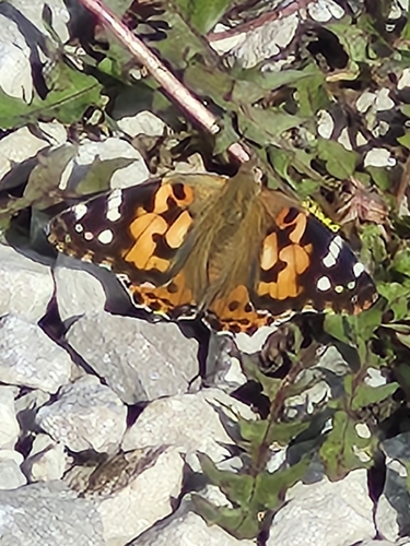 Painted Lady