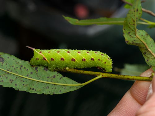 Twin-spotted Sphinx