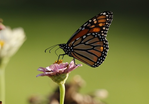Monarch