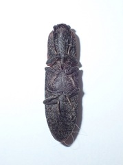 Lacon discoideus