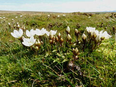 Gentianella amabilis