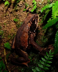 Incilius melanochlorus