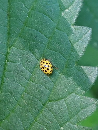 22-spot Ladybird