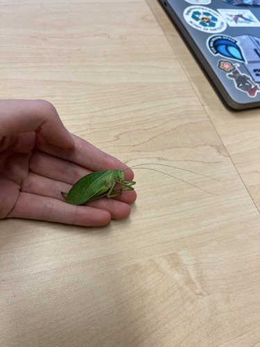 Common True Katydid