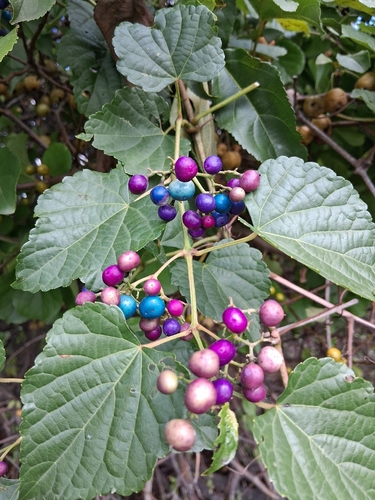 Porcelain Berry