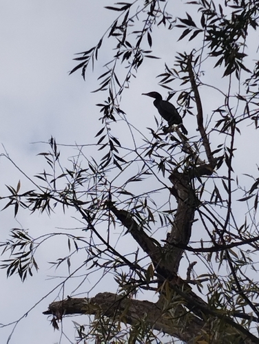 Great Cormorant