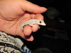 Hemidactylus mabouia