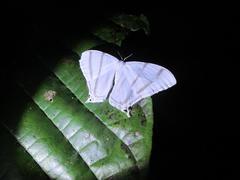 Lepidoptera