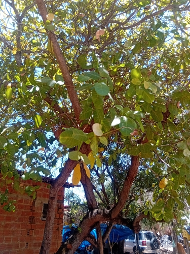 cashew