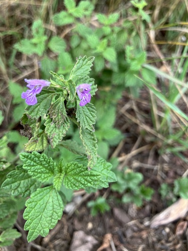 Black horehound
