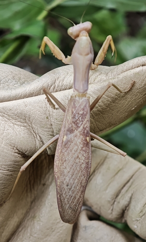 Transcaucasian Giant Mantis