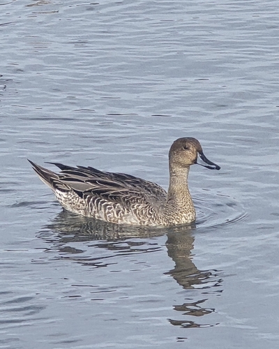 Northern Pintail