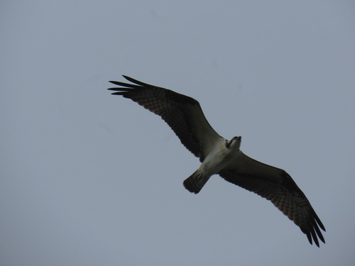 Osprey