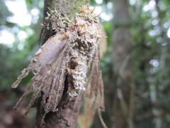 Fungi