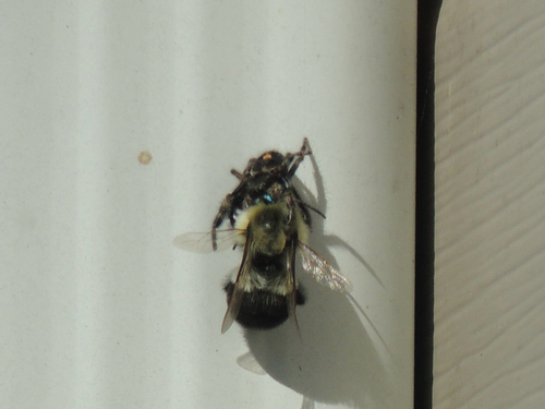 Bold Jumping Spider