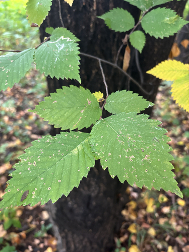 American elm