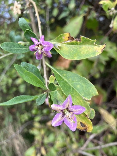 matrimony vine