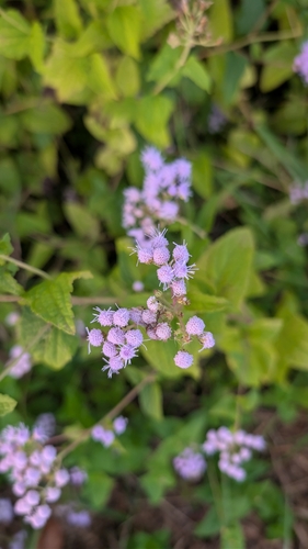 blue mistflower