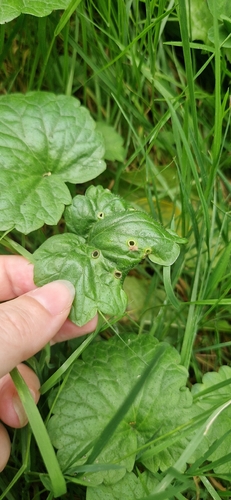 ground-ivy