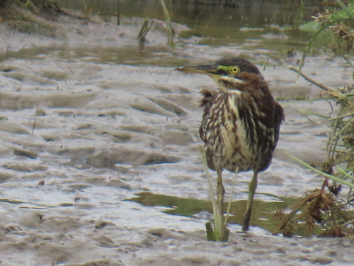 Green Heron