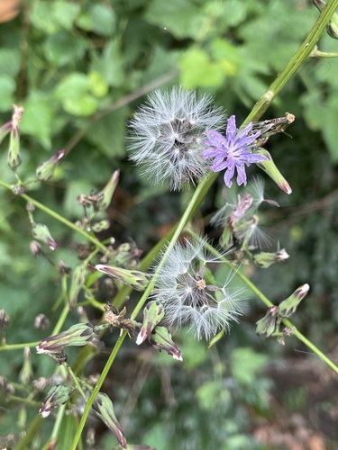 Lactuca floridana, photograph 4