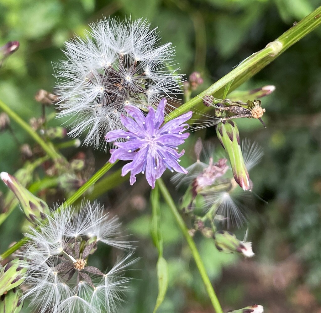 Lactuca floridana; photograph (c) Engers, some rights reserved (CC BY)